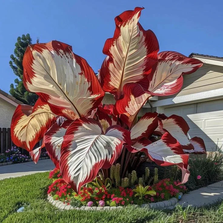Fast-Growing Giant Alocasia Bulbs💐The Ultimate Statement Plant for Home Decor ✨