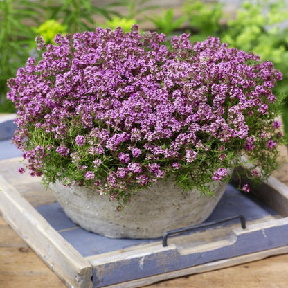 Creeping Thyme Seeds for Four Seasons✨Create Your Perfect Lawn Here🌼Tread On Me Evergreen Groundcover Collection