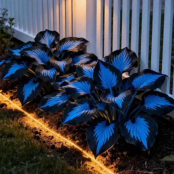Fast-Growing Giant Alocasia Bulbs✨The Ultimate Statement Plant for Home Decor