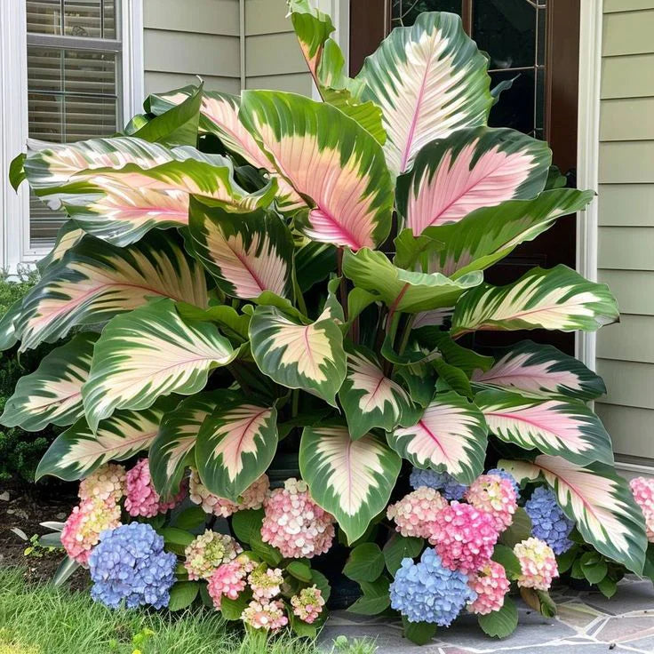 Fast-Growing Giant Alocasia Bulbs💐The Ultimate Statement Plant for Home Decor ✨
