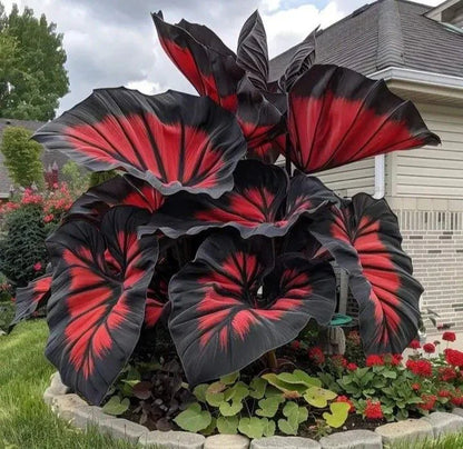 Fast-Growing Giant Alocasia Bulbs💐The Ultimate Statement Plant for Home Decor ✨