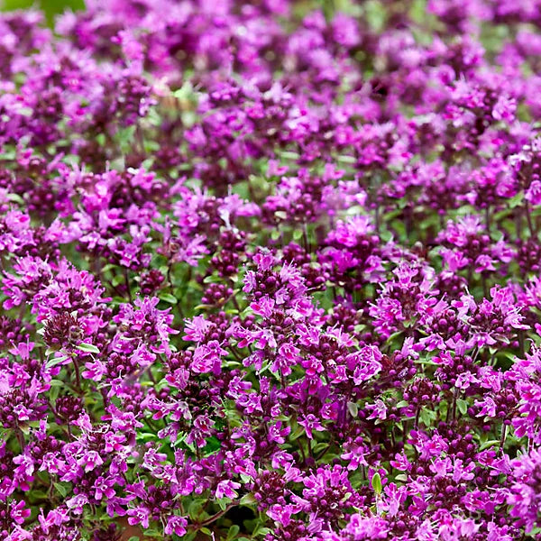 Creeping Thyme Seeds for Four Seasons✨Create Your Perfect Lawn Here🌼Tread On Me Evergreen Groundcover Collection