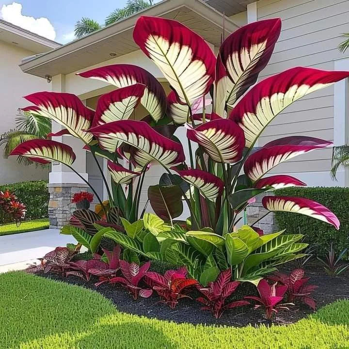 Fast-Growing Giant Alocasia Bulbs💐The Ultimate Statement Plant for Home Decor ✨