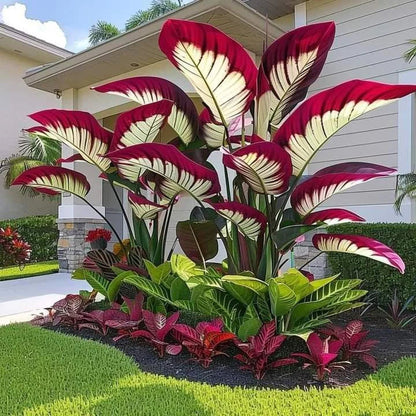 Fast-Growing Giant Alocasia Bulbs💐The Ultimate Statement Plant for Home Decor ✨