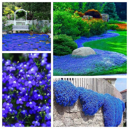 Creeping Thyme Seeds for Four Seasons✨Create Your Perfect Lawn Here🌼Tread On Me Evergreen Groundcover Collection