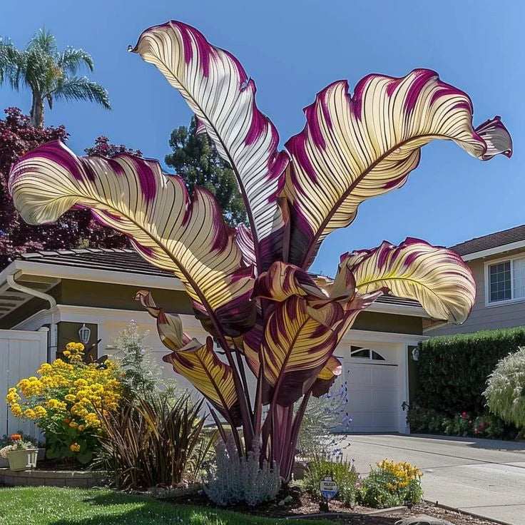 Fast-Growing Giant Alocasia Bulbs💐The Ultimate Statement Plant for Home Decor ✨