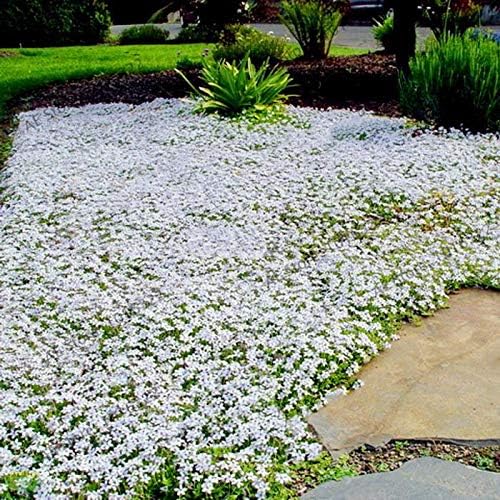 Creeping Thyme Seeds for Four Seasons✨Create Your Perfect Lawn Here🌼Tread On Me Evergreen Groundcover Collection