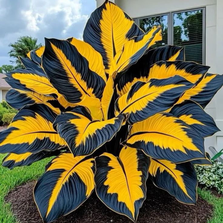 Fast-Growing Giant Alocasia Bulbs💐The Ultimate Statement Plant for Home Decor ✨