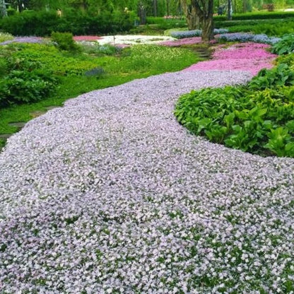 Creeping Thyme Seeds for Four Seasons✨Create Your Perfect Lawn Here🌼Tread On Me Evergreen Groundcover Collection