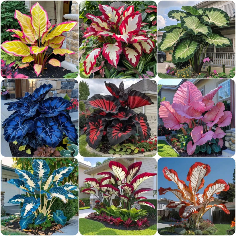 Fast-Growing Giant Alocasia Bulbs💐The Ultimate Statement Plant for Home Decor ✨