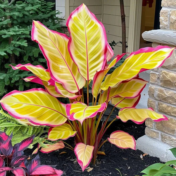 Fast-Growing Giant Alocasia Bulbs💐The Ultimate Statement Plant for Home Decor ✨