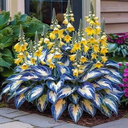 Fast-Growing Giant Alocasia Bulbs✨The Ultimate Statement Plant for Home Decor