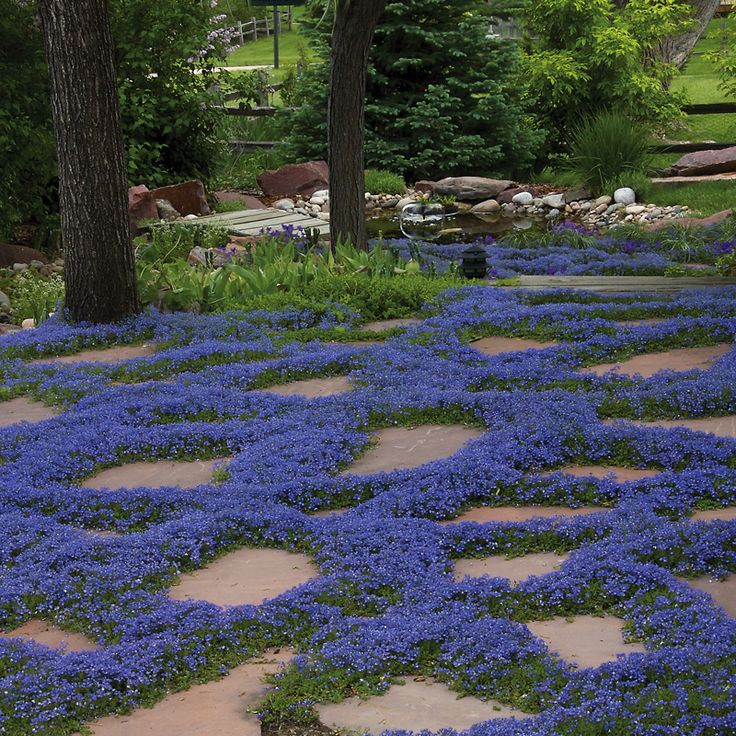 Creeping Thyme Seeds for Four Seasons✨Create Your Perfect Lawn Here🌼Tread On Me Evergreen Groundcover Collection