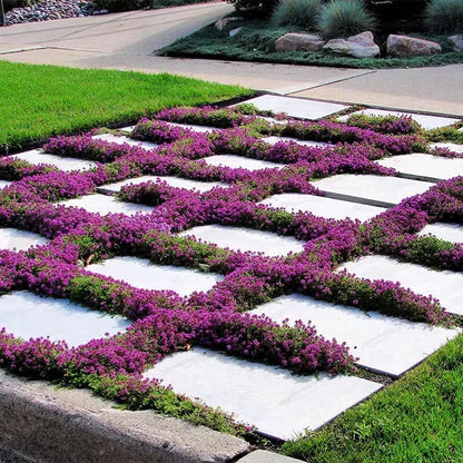 Creeping Thyme Seeds for Four Seasons✨Create Your Perfect Lawn Here🌼Tread On Me Evergreen Groundcover Collection