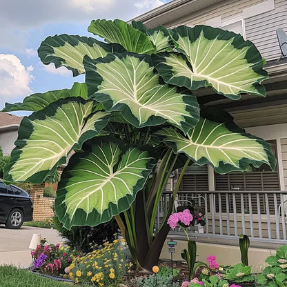 Fast-Growing Giant Alocasia Bulbs💐The Ultimate Statement Plant for Home Decor ✨