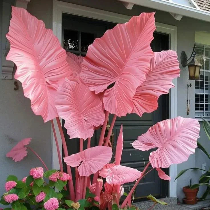 Fast-Growing Giant Alocasia Bulbs💐The Ultimate Statement Plant for Home Decor ✨