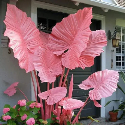 Fast-Growing Giant Alocasia Bulbs💐The Ultimate Statement Plant for Home Decor ✨