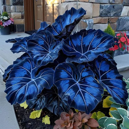 Fast-Growing Giant Alocasia Bulbs💐The Ultimate Statement Plant for Home Decor ✨