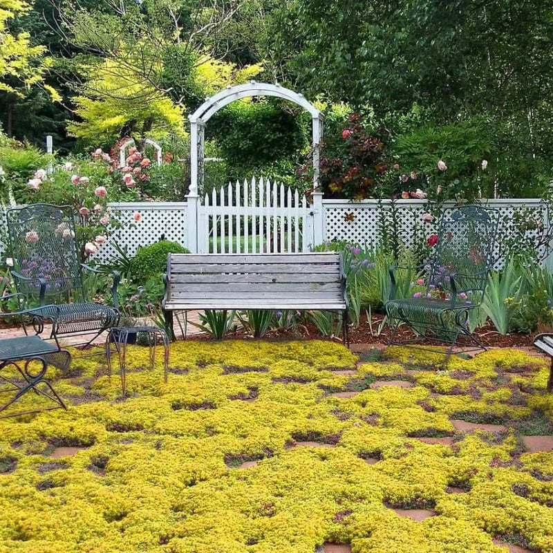 Creeping Thyme Seeds for Four Seasons✨Create Your Perfect Lawn Here🌼Tread On Me Evergreen Groundcover Collection