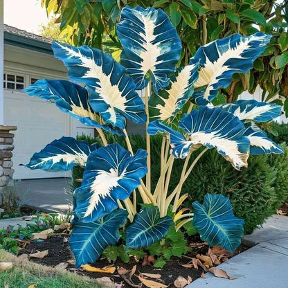 Fast-Growing Giant Alocasia Bulbs💐The Ultimate Statement Plant for Home Decor ✨