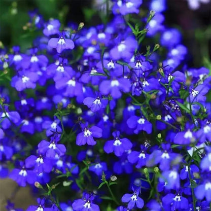 Creeping Thyme Seeds for Four Seasons✨Create Your Perfect Lawn Here🌼Tread On Me Evergreen Groundcover Collection