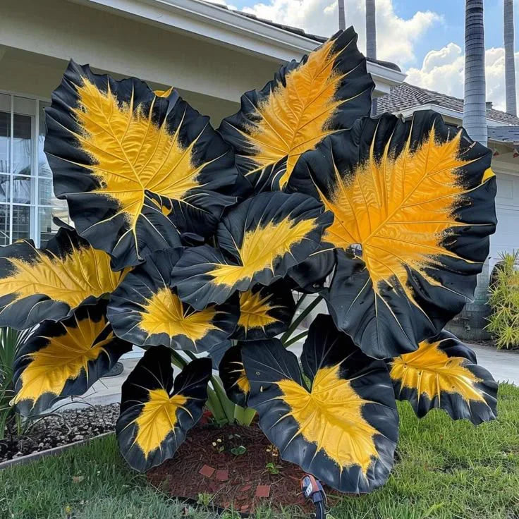 Fast-Growing Giant Alocasia Bulbs💐The Ultimate Statement Plant for Home Decor ✨