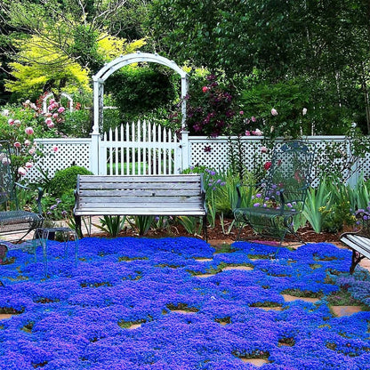 Creeping Thyme Seeds for Four Seasons✨Create Your Perfect Lawn Here🌼Tread On Me Evergreen Groundcover Collection