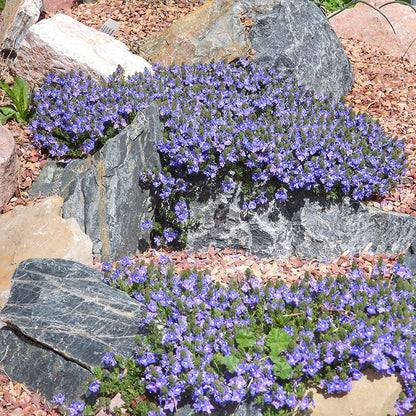 Creeping Thyme Seeds for Four Seasons✨Create Your Perfect Lawn Here🌼Tread On Me Evergreen Groundcover Collection