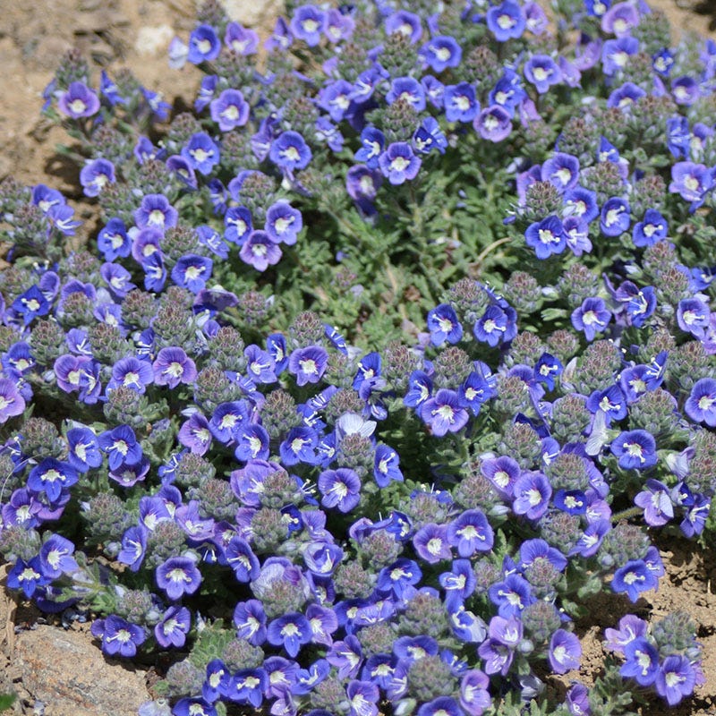 Creeping Thyme Seeds for Four Seasons✨Create Your Perfect Lawn Here🌼Tread On Me Evergreen Groundcover Collection