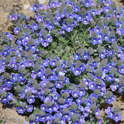 Creeping Thyme Seeds for Four Seasons✨Create Your Perfect Lawn Here🌼Tread On Me Evergreen Groundcover Collection